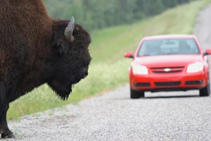 Buffalo Slow Down