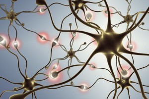 neurons, transferring pulses and generating information.