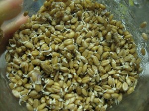 sprouted wheatberry