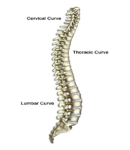 Anatomical spine
