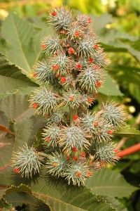 Ricinus_communis_DSC_0022