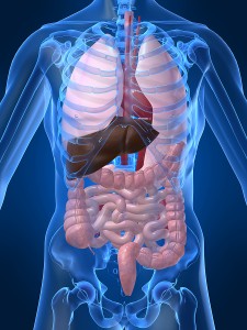 bigstock_Human_Organs_1650756