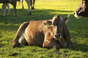 bigstock_Outdoor_Cows_7972792