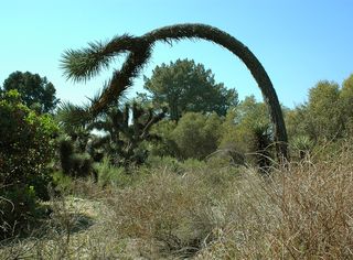 Arched joshua tree