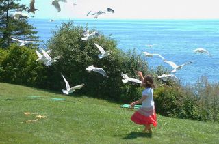 Feeding gulls