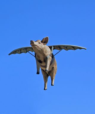 Bigstockphoto_When_Pigs_Fly_2569502