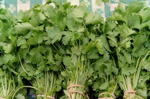 Bigstock_Cilantro_At_The_Market_570603