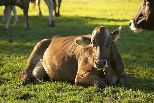 Bigstock_Outdoor_Cows_7972792