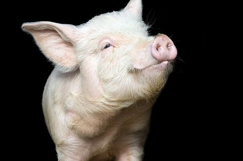 Bigstock_Portrait_Of_A_Cute_Pig_2904479