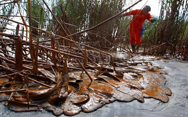 Oil Clogged Marshes