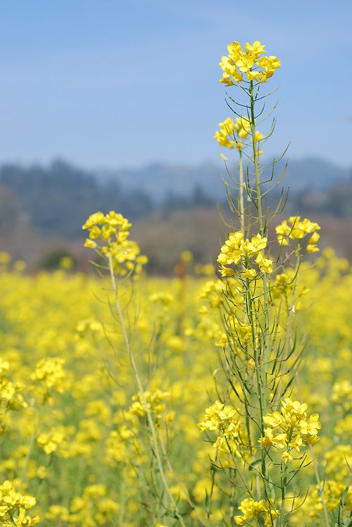 Bigstock_Mustard_Flower_3559323