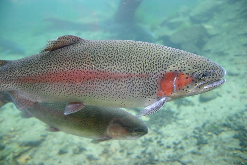 Bigstock_Rainbrow_Trout_Closeup_1591390