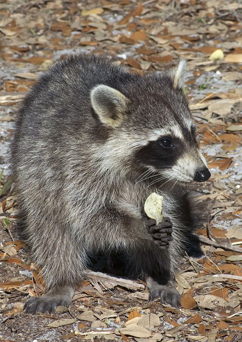 Bigstock_Raccoon_Eathing_Potato_Chip_69578