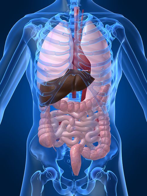 Bigstock_Human_Organs_1650756