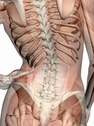 Bigstock_Anatomy_Transparant_Muscles_W_251396