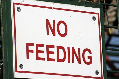 Bigstock_Feeding_Forbidden_1756773