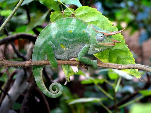 Bigstock_Chameleon__2189371